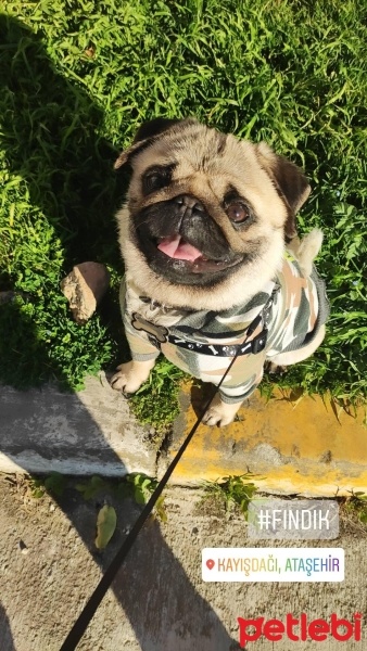 Pug, Köpek  Fındık fotoğrafı