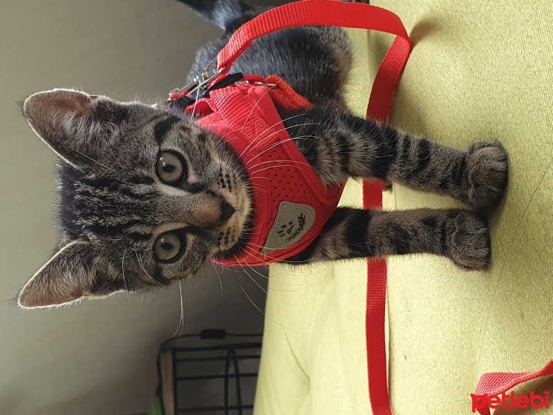 Tekir Kedi, Kedi  Miya fotoğrafı