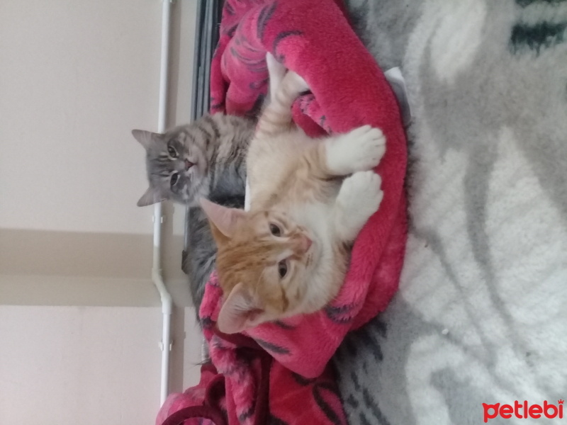 Ankara Kedisi, Kedi  duman ates fotoğrafı