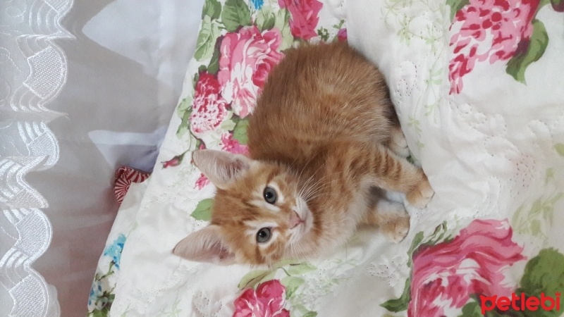 Abyssinian, Kedi  Nohut fotoğrafı