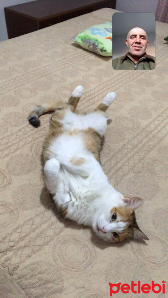 Sarman, Kedi  Tarçın fotoğrafı