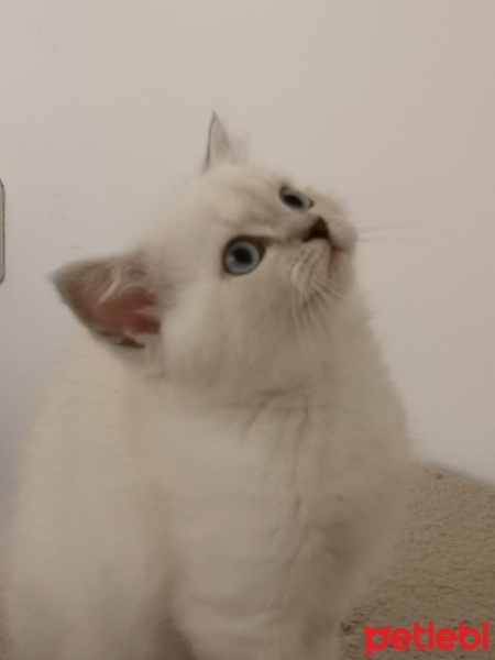 British Shorthair, Kedi  Pamuk fotoğrafı