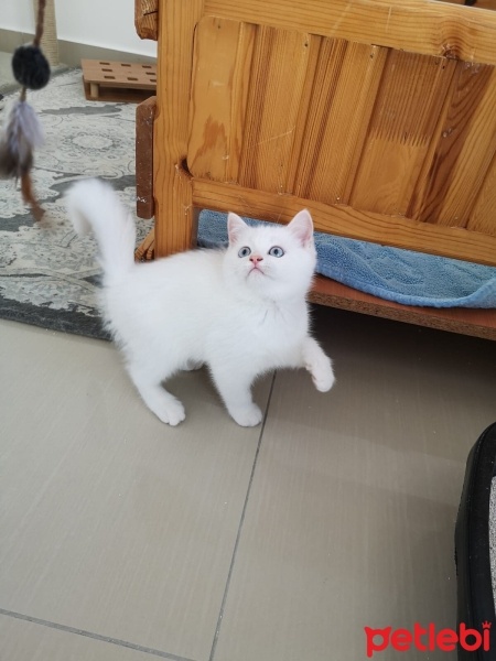 British Shorthair, Kedi  Pamuk fotoğrafı