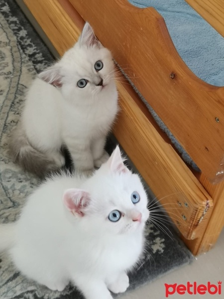 British Shorthair, Kedi  Pamuk fotoğrafı