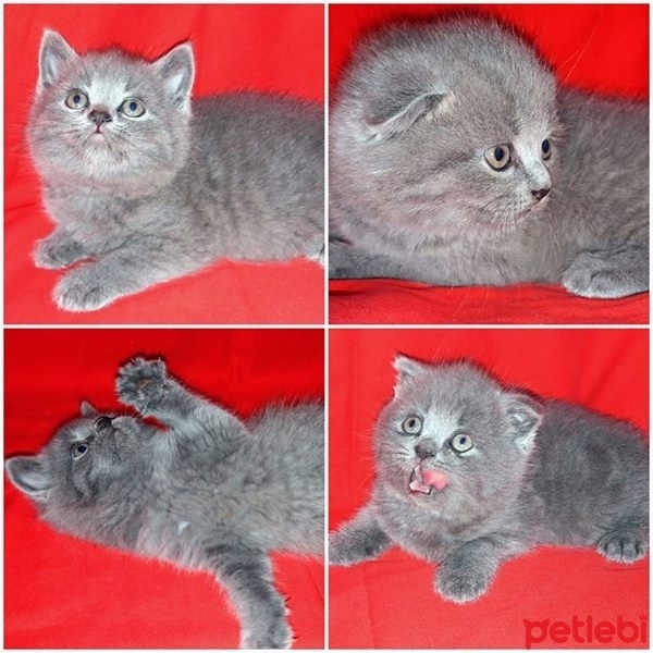 Scottish Fold, Kedi  minikler fotoğrafı
