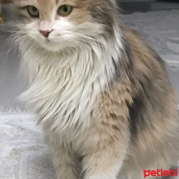 York Chocolate, Kedi  Prenses fotoğrafı