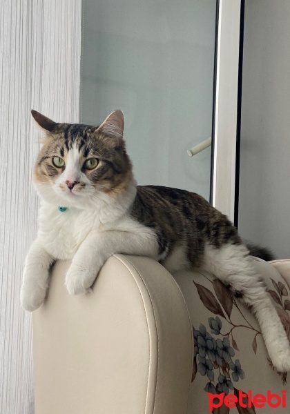 Tekir Kedi, Kedi  Paşa fotoğrafı