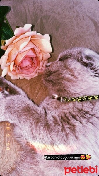 Scottish Fold, Kedi  Bella fotoğrafı