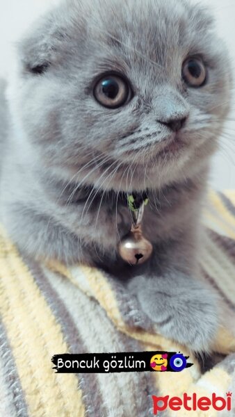 Scottish Fold, Kedi  Bella fotoğrafı