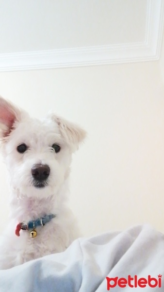 Maltese, Köpek  Maya fotoğrafı