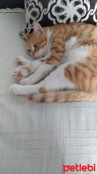Sarman, Kedi  Bal Badem fotoğrafı