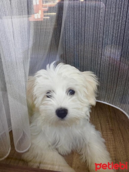 Maltese, Köpek  Mars fotoğrafı