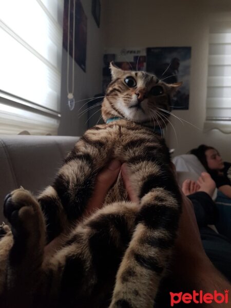 Soke, Kedi  Cabbar fotoğrafı