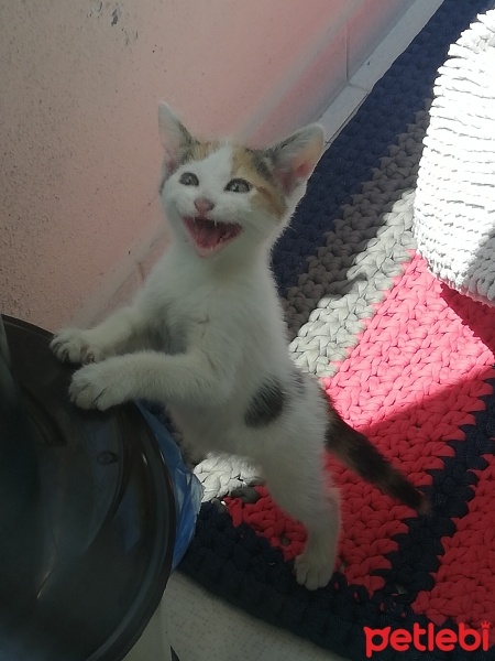 Tekir Kedi, Kedi  Boncuk fotoğrafı