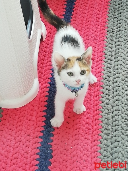 Tekir Kedi, Kedi  Boncuk fotoğrafı