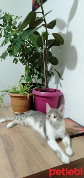 Tekir Kedi, Kedi  Duman fotoğrafı