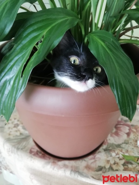 Tuxedo (Smokin) Kedi, Kedi  Android Lavi fotoğrafı