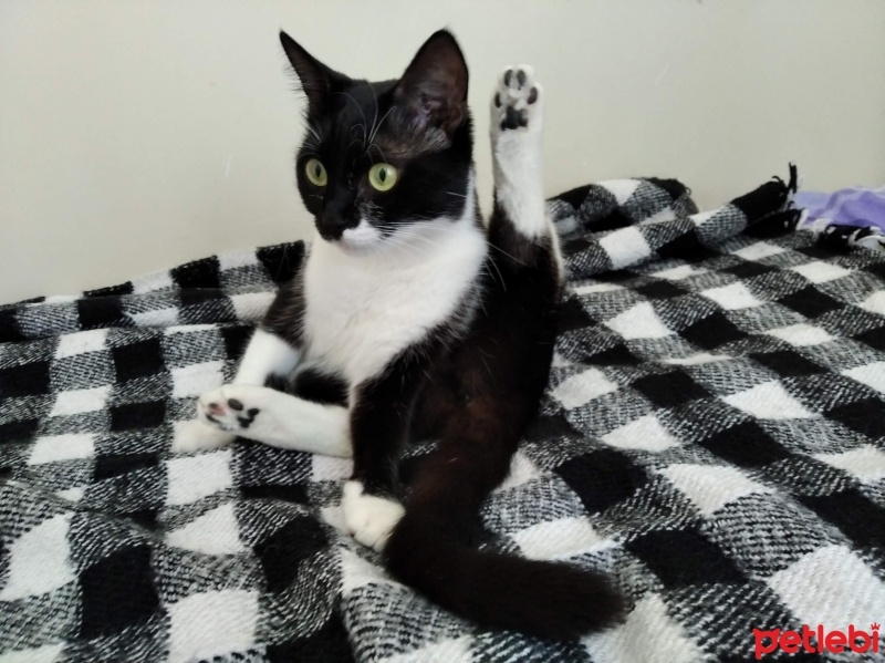 Tuxedo (Smokin) Kedi, Kedi  Android Lavi fotoğrafı