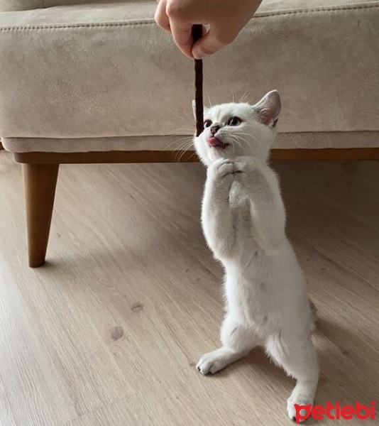 Chinchilla, Kedi  Tommy fotoğrafı