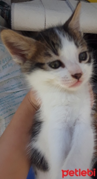 Tuxedo (Smokin) Kedi, Kedi  Inci tanem fotoğrafı