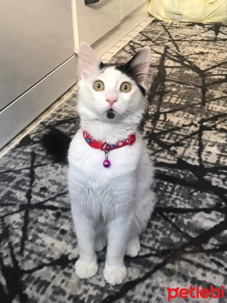 Tekir Kedi, Kedi  TEKİR KEDİ ERKEK BONCUK fotoğrafı