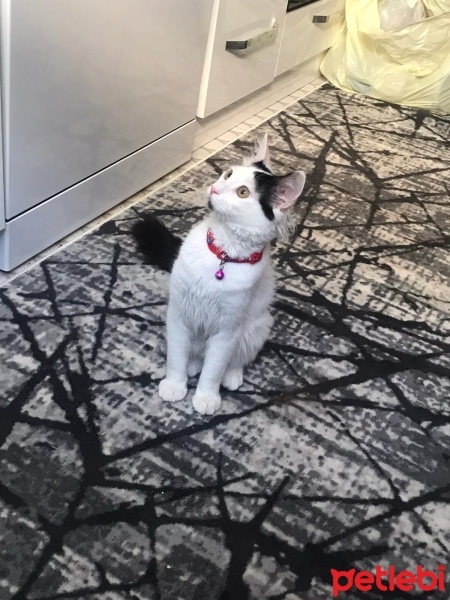 Tekir Kedi, Kedi  TEKİR KEDİ ERKEK BONCUK fotoğrafı