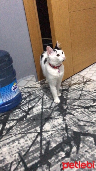 Tekir Kedi, Kedi  TEKİR KEDİ ERKEK BONCUK fotoğrafı