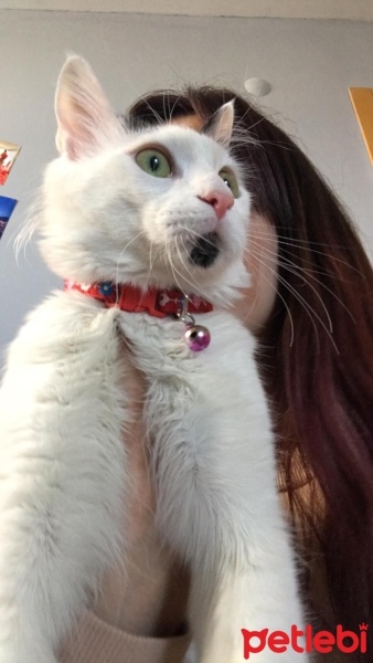 Tekir Kedi, Kedi  TEKİR KEDİ ERKEK BONCUK fotoğrafı