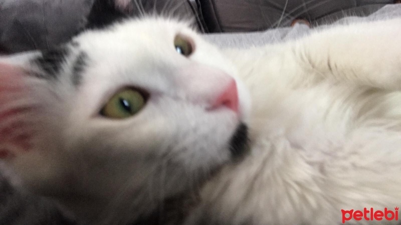 Tekir Kedi, Kedi  TEKİR KEDİ ERKEK BONCUK fotoğrafı