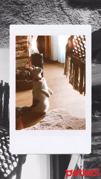 Tekir Kedi, Kedi  TEKİR KEDİ ERKEK BONCUK fotoğrafı