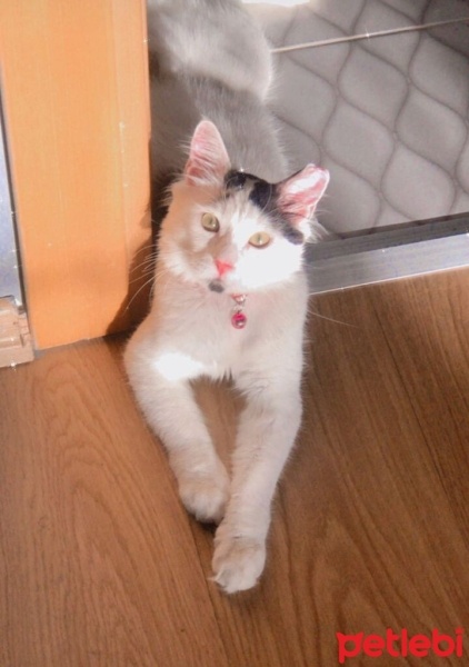 Tekir Kedi, Kedi  TEKİR KEDİ ERKEK BONCUK fotoğrafı