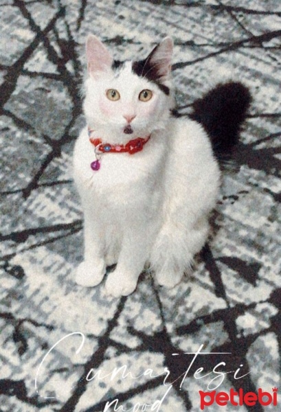 Tekir Kedi, Kedi  TEKİR KEDİ ERKEK BONCUK fotoğrafı