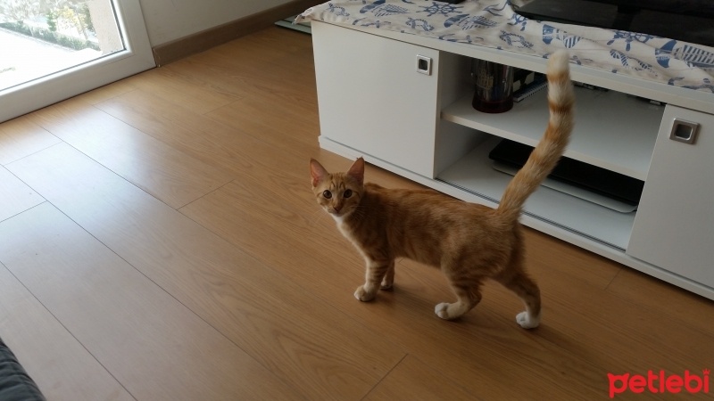 Tekir Kedi, Kedi  Cherry fotoğrafı