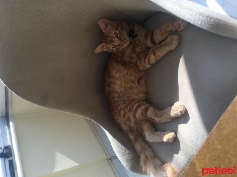 Sarman, Kedi  sütlaç fotoğrafı