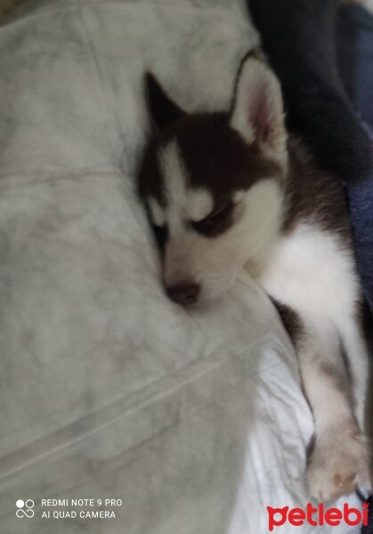 Sibirya Kurdu (Husky), Köpek  Rüzgar fotoğrafı