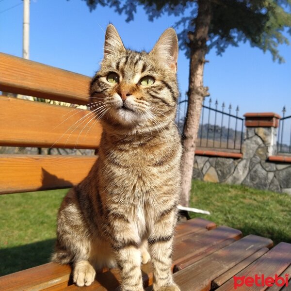 Tekir Kedi, Kedi  Minnoş fotoğrafı