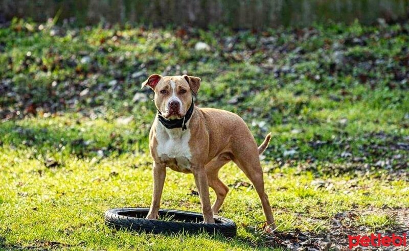 Amerikan Pitbull Terrier, Köpek  Misha fotoğrafı