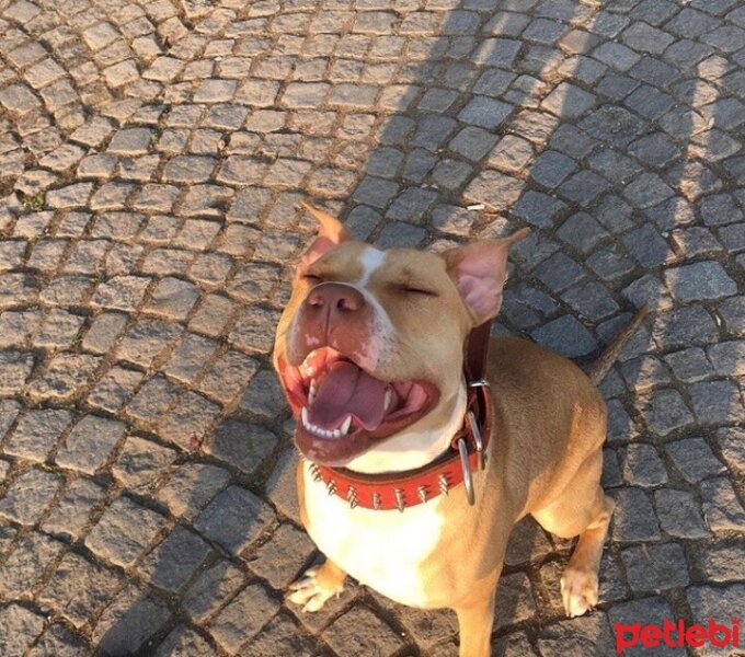 Amerikan Pitbull Terrier, Köpek  Misha fotoğrafı