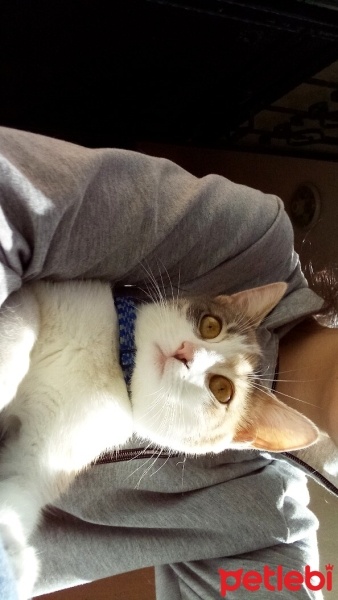 Tekir Kedi, Kedi  Pamuk fotoğrafı