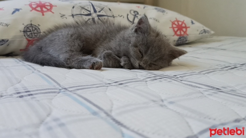 Scottish Fold, Kedi  Rio fotoğrafı