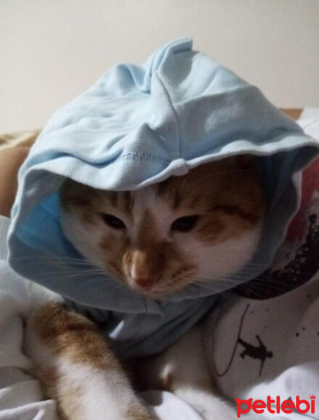 Tekir Kedi, Kedi  Mia fotoğrafı