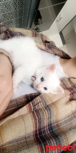 Tekir Kedi, Kedi  Sütlaç fotoğrafı