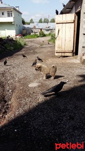 Kangal, Köpek  patik fotoğrafı