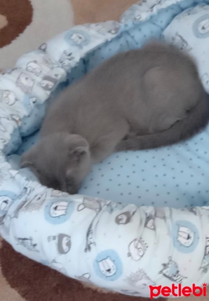Scottish Fold, Kedi  Gölge fotoğrafı