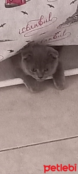 Scottish Fold, Kedi  Gölge fotoğrafı