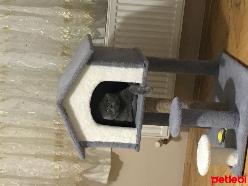 Scottish Fold, Kedi  Gölge fotoğrafı