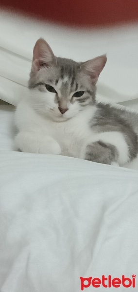 Scottish Fold, Kedi  Mia fotoğrafı