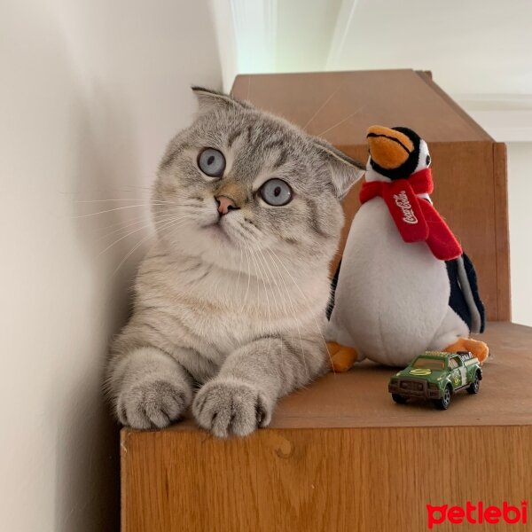 Scottish Fold, Kedi  Pati fotoğrafı