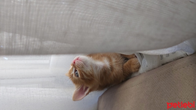 Sarman, Kedi  BAL fotoğrafı