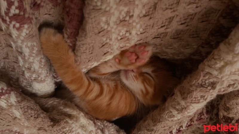 Sarman, Kedi  BAL fotoğrafı